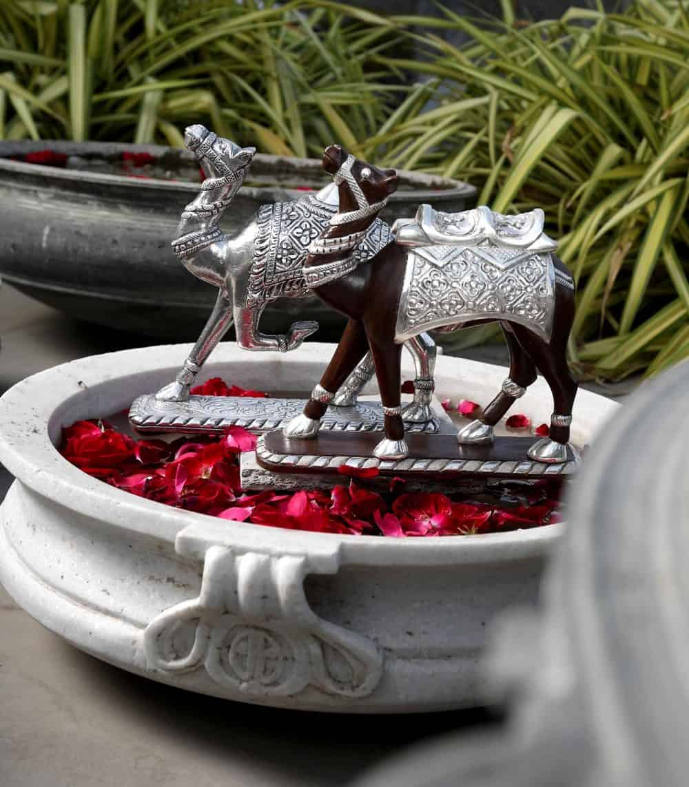 Silver Semi-clad camel